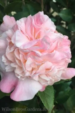 High Fragrance Camellia TREE FORM - 3 Gallon Pot -Garden Plant Shop Camellia High Fragrance 500x750 4