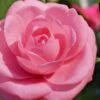 Jerry Hill Pink Camellia - 3 Gallon Pot