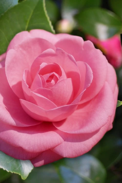 Jerry Hill Pink Camellia - 2.5 Gallon Pot -Garden Plant Shop Camellia Jerry Hill 1 2