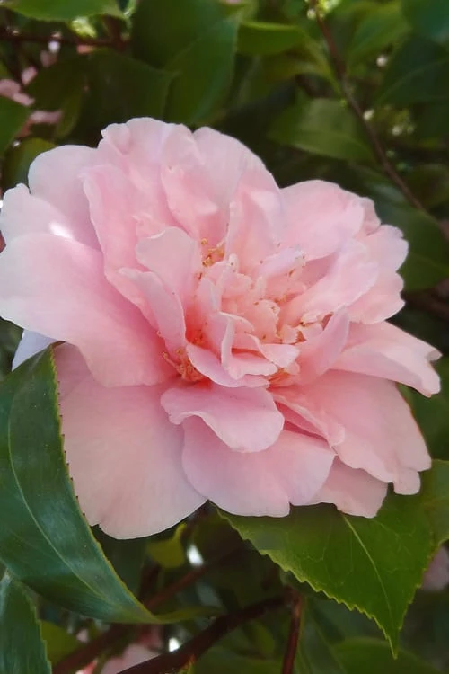King's Ransom Camellia Japonica - 3 Gallon Pot 1 King's Ransom Camellia Japonica - 3 Gallon Pot