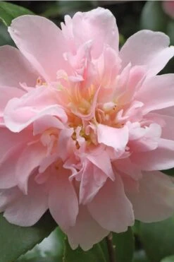 King's Ransom Camellia Japonica - 3 Gallon Pot 7 King's Ransom Camellia Japonica - 3 Gallon Pot -Garden Plant Shop Camellia Kings Ransom 3