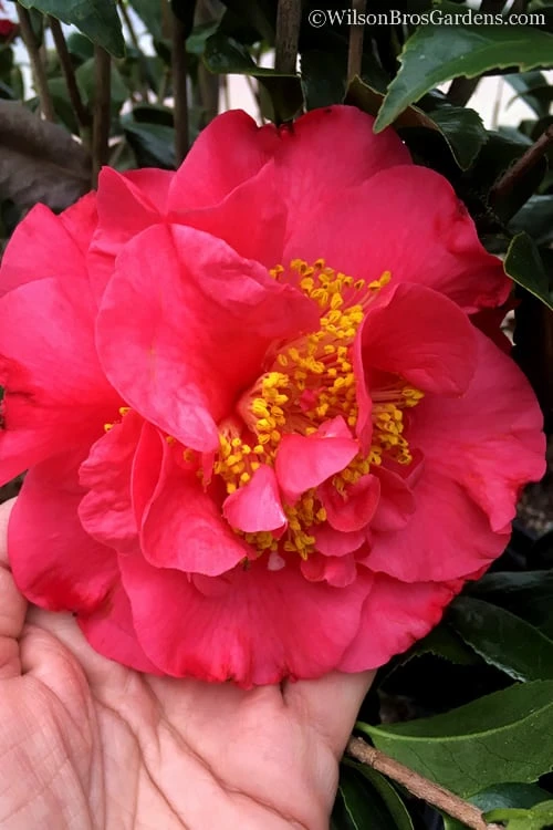 Kramers Supreme Red Double Camellia Japonica - 3 Gallon Pot 1 Kramers Supreme Red Double Camellia Japonica - 3 Gallon Pot