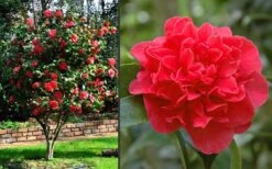 Kramers Supreme Red Double Camellia Japonica - 2 Gallon Pot 9 Kramers Supreme Red Double Camellia Japonica - 2 Gallon Pot -Garden Plant Shop Camellia Kramers Supreme 2 1
