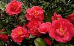 Kramers Supreme Red Double Camellia Japonica - 3 Gallon Pot 8 Kramers Supreme Red Double Camellia Japonica - 3 Gallon Pot -Garden Plant Shop Camellia Kramers Supreme 52