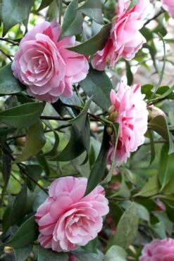 LA Peppermint Camellia Japonica - 1 Gallon Pot 13 LA Peppermint Camellia Japonica - 1 Gallon Pot -Garden Plant Shop Camellia La Peppermint 1 1