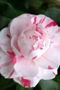 LA Peppermint Camellia Japonica - 1 Gallon Pot 10 LA Peppermint Camellia Japonica - 1 Gallon Pot -Garden Plant Shop Camellia La Peppermint 2 1