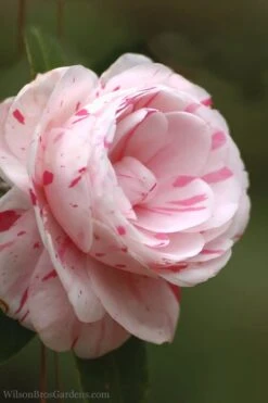 LA Peppermint Camellia Japonica - 1 Gallon Pot 12 LA Peppermint Camellia Japonica - 1 Gallon Pot -Garden Plant Shop Camellia La Peppermint 4