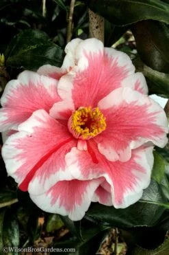 Lady Vansittart Multicolor Camellia Japonica - 3 Gallon Pot -Garden Plant Shop Camellia Lady Vansittart 12 2