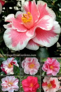 Lady Vansittart Multicolor Camellia Japonica - 2 Gallon Pot -Garden Plant Shop Camellia Lady Vansittart 500x750 2