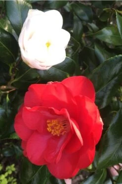 Lady Vansittart Multicolor Camellia Japonica - 3 Gallon Pot -Garden Plant Shop Camellia Lady Vansittart Red Flower 1 2
