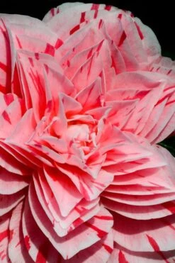 Les Marbury Camellia Japonica - 3 Gallon Pot