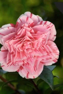 Les Marbury Camellia Japonica - 1 Gallon Pot -Garden Plant Shop Camellia Les Marbury 3 1