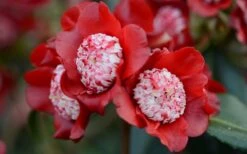 Lipstick Red Camellia Japonica - 3 Gallon Pot -Garden Plant Shop Camellia Lipstick 2