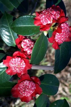 Lipstick Red Camellia Japonica - 3 Gallon Pot -Garden Plant Shop Camellia Lipstick 3