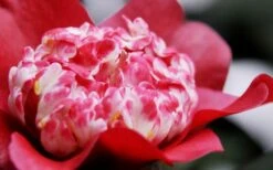 Lipstick Red Camellia Japonica - 3 Gallon Pot -Garden Plant Shop Camellia Lipstick 4