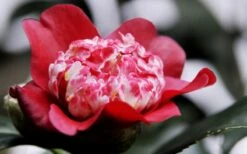 Lipstick Red Camellia Japonica - 3 Gallon Pot -Garden Plant Shop Camellia Lipstick 5