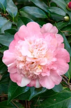 Look Again Camellia Japonica - 1 Gallon Pot -Garden Plant Shop Camellia Look Again 1 1