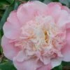 Look Again Camellia Japonica - 3 Gallon Pot