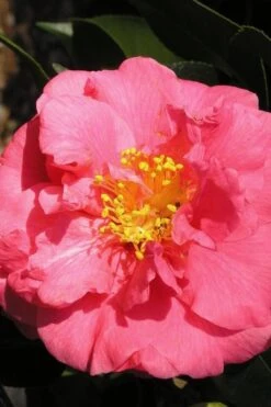 Maidens Of Great Promise Camellia - Japonica - 3 Gallon Pot -Garden Plant Shop Camellia Maidens Of Great Promise 10