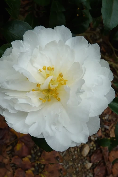 Mine No Yuki Camellia Sasanqua - 3 Gallon Pot 1 Mine No Yuki Camellia Sasanqua - 3 Gallon Pot