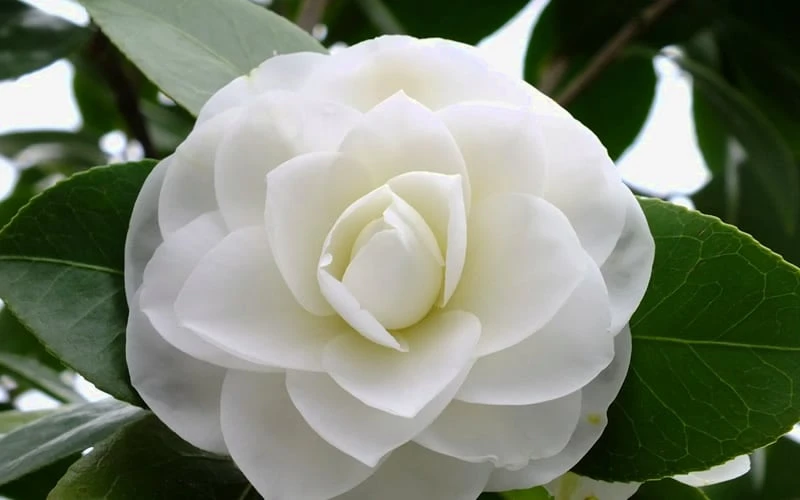 Morning Glow Camellia Japonica - 2 Gallon Pot 4 Morning Glow Camellia Japonica - 2 Gallon Pot - Image 4