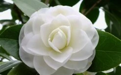 Morning Glow Camellia Japonica - 1 Gallon Pot -Garden Plant Shop Camellia Morning Glow 800x500 3