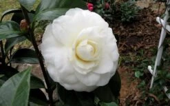 Morning Glow Camellia Japonica - 3 Gallon Pot -Garden Plant Shop Camellia Morning Glow 9