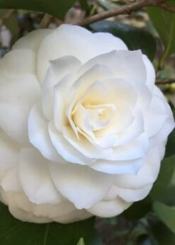 Nuccio's Gem Camellia Japonica - 3 Gallon Pot -Garden Plant Shop Camellia Nuccios Gem 1