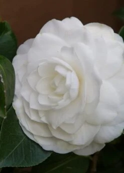 Nuccio's Gem Camellia Japonica - 3 Gallon Pot -Garden Plant Shop Camellia Nuccios Gem 3