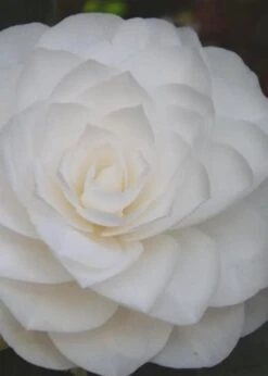 Nuccio's Gem Camellia Japonica - 3 Gallon Pot -Garden Plant Shop Camellia Nuccios Gem 6