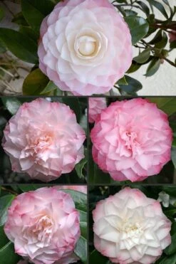 Nuccio's Pearl Camellia Japonica - 1 Gallon Pot -Garden Plant Shop Camellia Nuccios Pearl 1