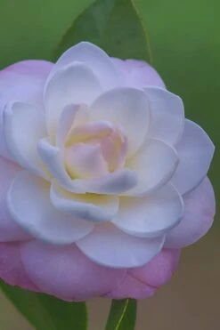 October Affair Camellia Japonica - 3 Gallon Pot -Garden Plant Shop Camellia October Affair 6 1