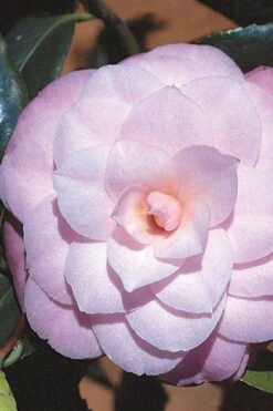 October Affair Camellia Japonica - 3 Gallon Pot -Garden Plant Shop Camellia October Affair 8 1