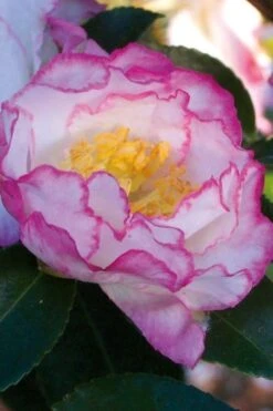 October Magic Inspiration Camellia - 3 Gallon Pot -Garden Plant Shop Camellia October Inspiration