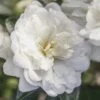 October Magic Bride Camellia - 2 Gallon Pot