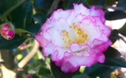October Magic Inspiration Camellia - 1 Gallon Pot -Garden Plant Shop Camellia October Magic Inspiration Flower Closeup 1