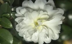 October Magic Ivory Camellia - 1 Gallon Pot -Garden Plant Shop Camellia October Magic Ivory 1