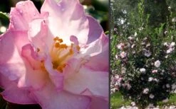 October Magic Orchid Camellia - 1 Gallon Pot -Garden Plant Shop Camellia October Magic Orchid Flowers 2 1