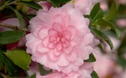October Magic Pink Perplexion Camellia - 2 Gallon Pot -Garden Plant Shop Camellia October Magic Pink Perplexion 1