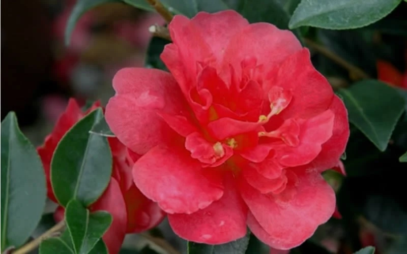 October Magic Rose Camellia - 1 Gallon Pot 4 October Magic Rose Camellia - 1 Gallon Pot - Image 4