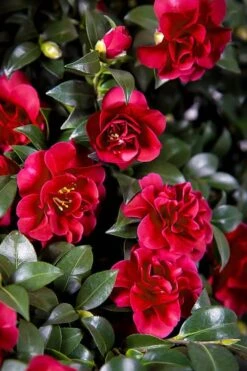 October Magic Ruby Camellia - 2 Gallon Pot