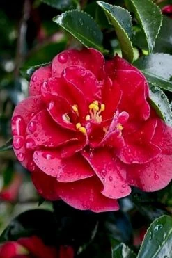 October Magic Ruby Camellia - 3 Gallon Pot -Garden Plant Shop Camellia October Magic Ruby 23 2