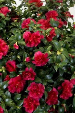 October Magic Ruby Camellia - 1 Gallon Pot -Garden Plant Shop Camellia October Magic Ruby 27 3