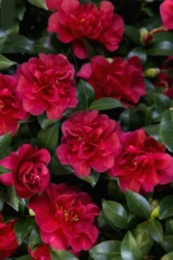 October Magic Ruby Camellia - 3 Gallon Pot -Garden Plant Shop Camellia October Magic Ruby 28 2