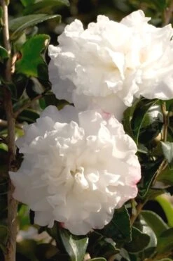 October Magic Snow Camellia - 2 Gallon Pot -Garden Plant Shop Camellia October Magic Snow 500x750 1