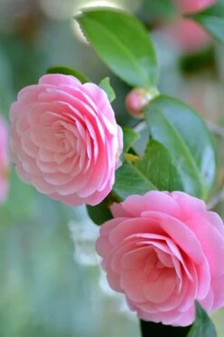 Otome Pink Camellia Japonica - 3 Gallon Pot -Garden Plant Shop Camellia Otome 1