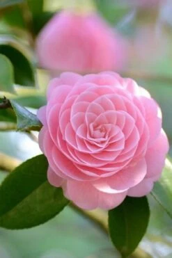 Otome Pink Camellia Japonica - 3 Gallon Pot -Garden Plant Shop Camellia Otome 2