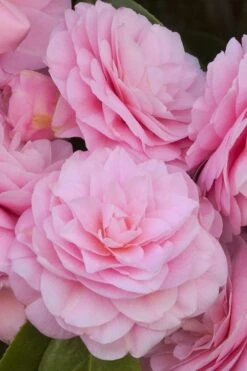 Pearl Maxwell Camellia Japonica - 3 Gallon Pot 11 Pearl Maxwell Camellia Japonica - 3 Gallon Pot -Garden Plant Shop Camellia Pearl Maxwell 10 1