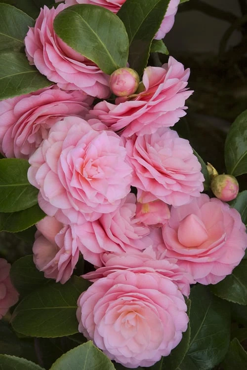 Pearl Maxwell Camellia Japonica - 3 Gallon Pot 4 Pearl Maxwell Camellia Japonica - 3 Gallon Pot - Image 4