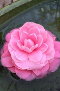 Pearl Maxwell Camellia Japonica - 1 Gallon Pot 10 Pearl Maxwell Camellia Japonica - 1 Gallon Pot -Garden Plant Shop Camellia Pearl Maxwell 5